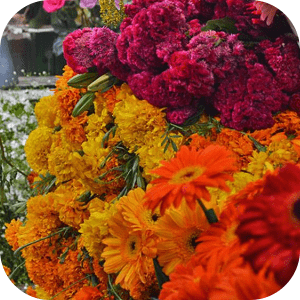 Floristas
