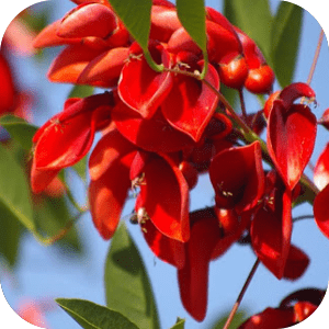 Flor de ceibo