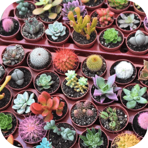 Feria de las plantas